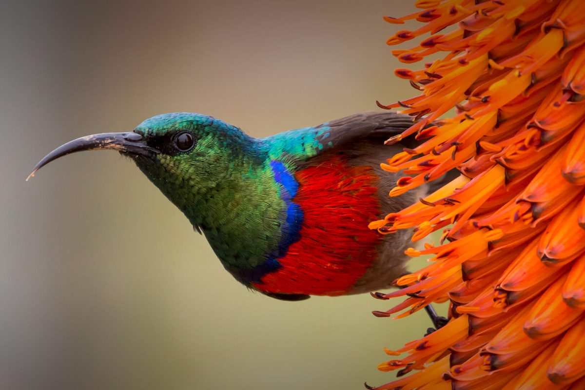 Southern Double Collared Sunbird